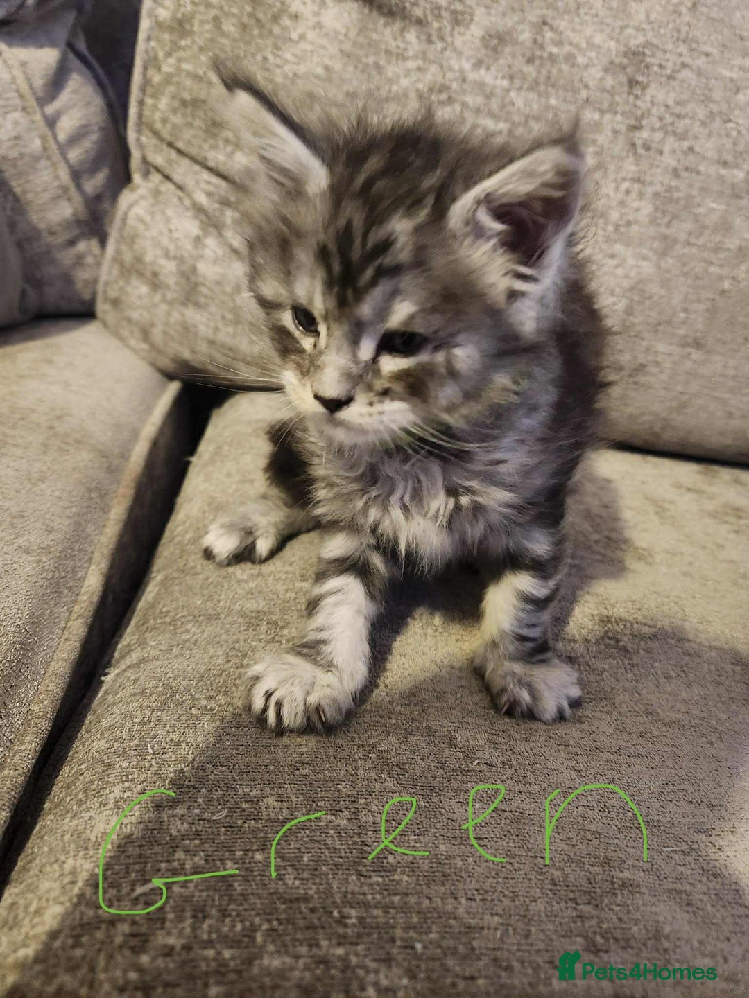 Maine Coon cats for sale: Maine coon kittens ready on 22/12/25 - Advert 16