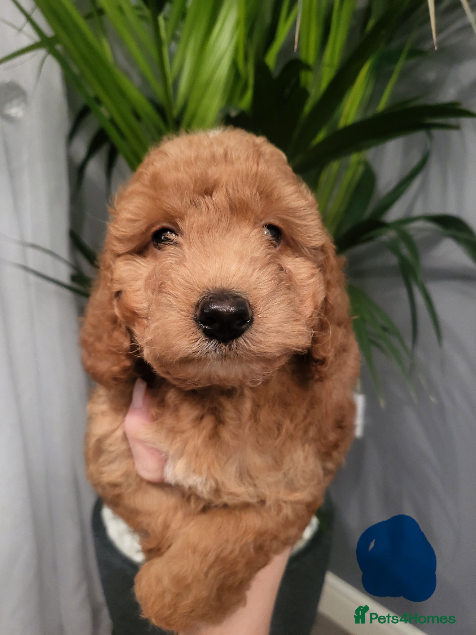 Cockapoo dogs F1bb show type cockapoo  - Advert 12