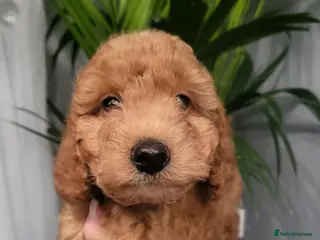 Cockapoo dogs F1bb show type cockapoo - Advert 12