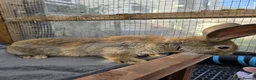 Continental Giant rabbits for sale: Baby giants  - Advert 5