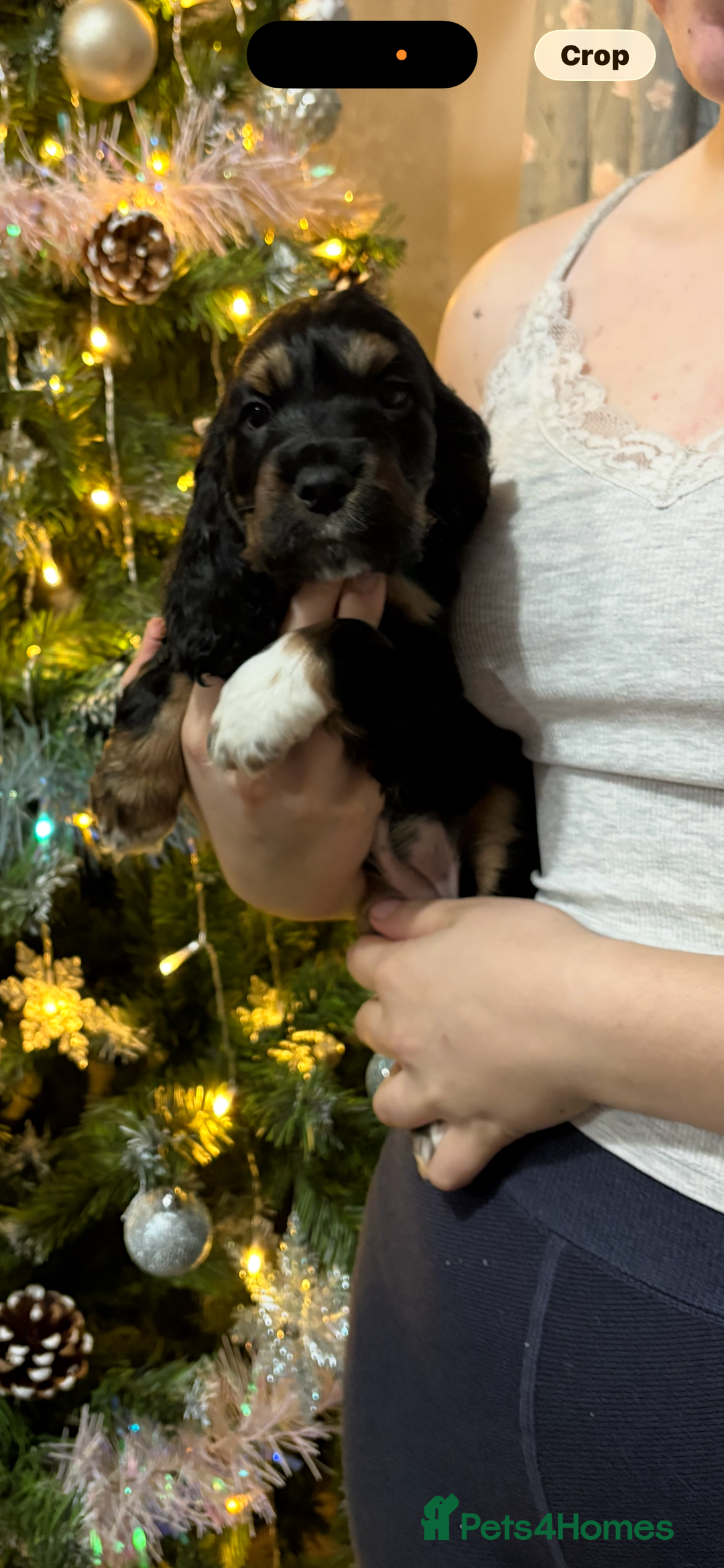 Cocker Spaniel dogs for sale: Stunning show cocker puppies  - Advert 2