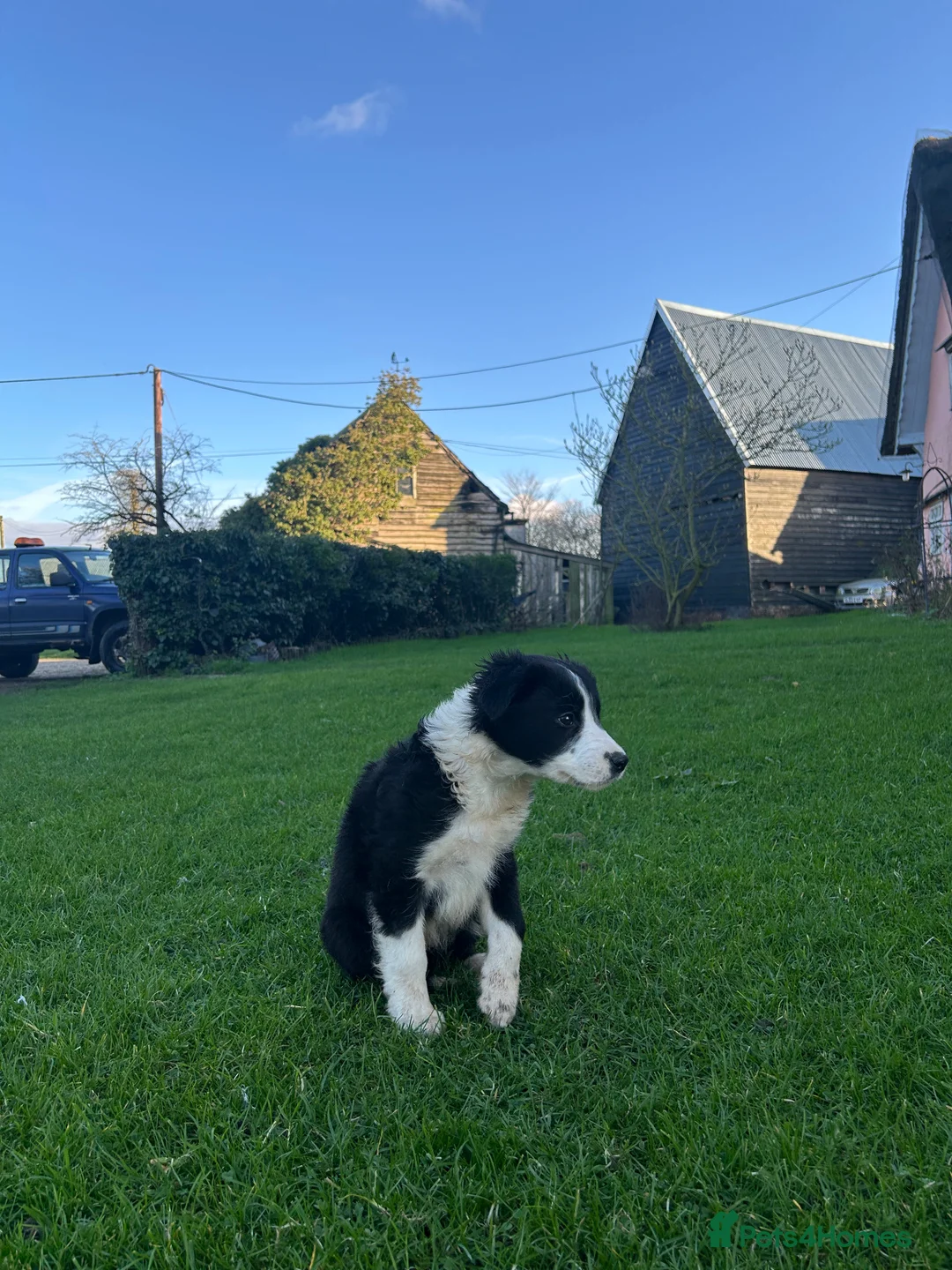 Sprollie dogs for sale: Border collie pups - Advert 3
