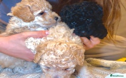 Toy Poodle dogs for sale: TOY POODLE PUPPIES 2 GIRLS 1 BOY LEFT - Image 6