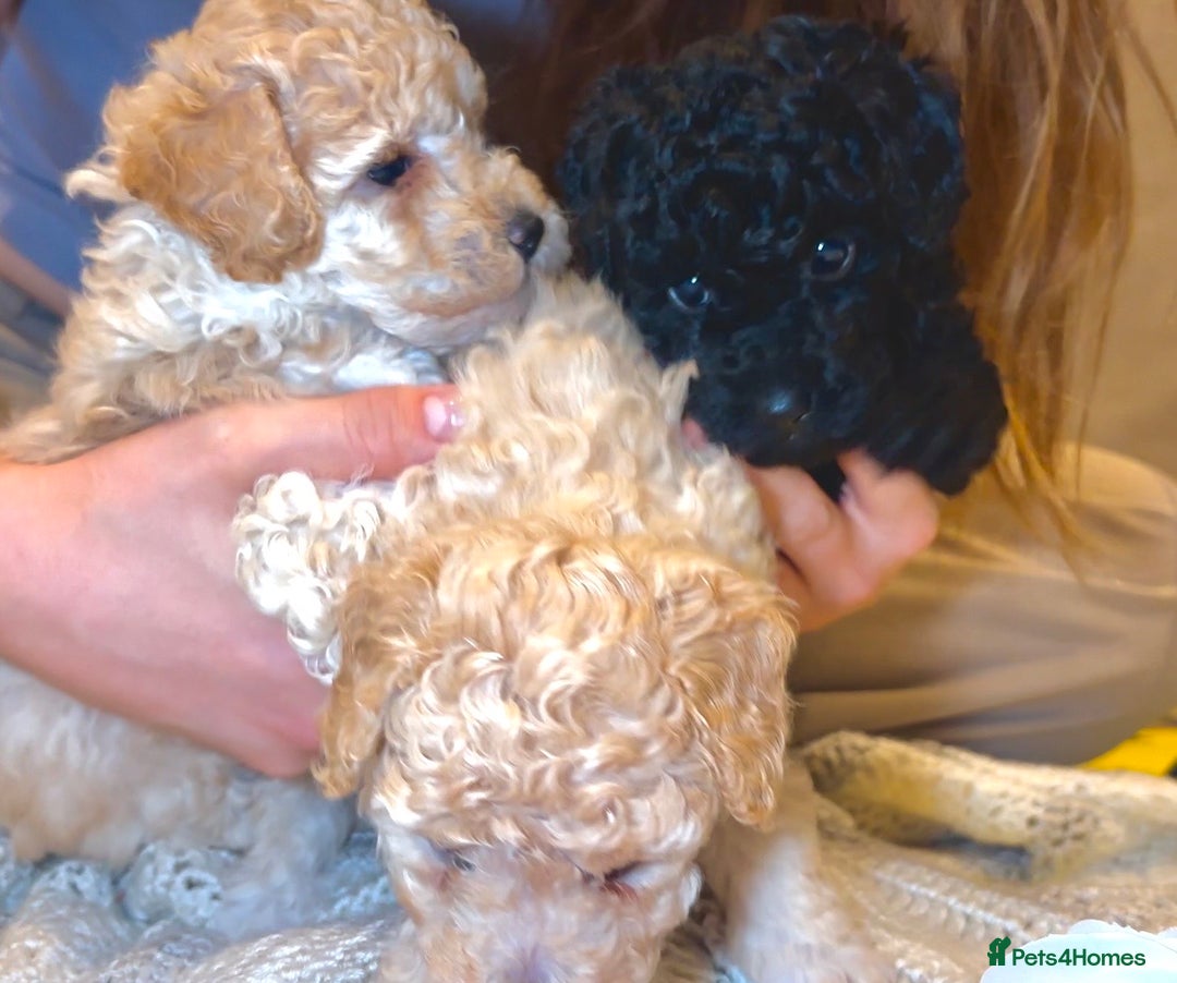 Toy Poodle dogs for sale: TOY POODLE PUPPIES 2 GIRLS 1 BOY LEFT - Image 6