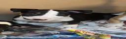 English Bull Terrier dogs for sale: English bull terrier puppies - Advert 3