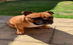 English Bulldog dogs for sale: English bulldog - Image 11