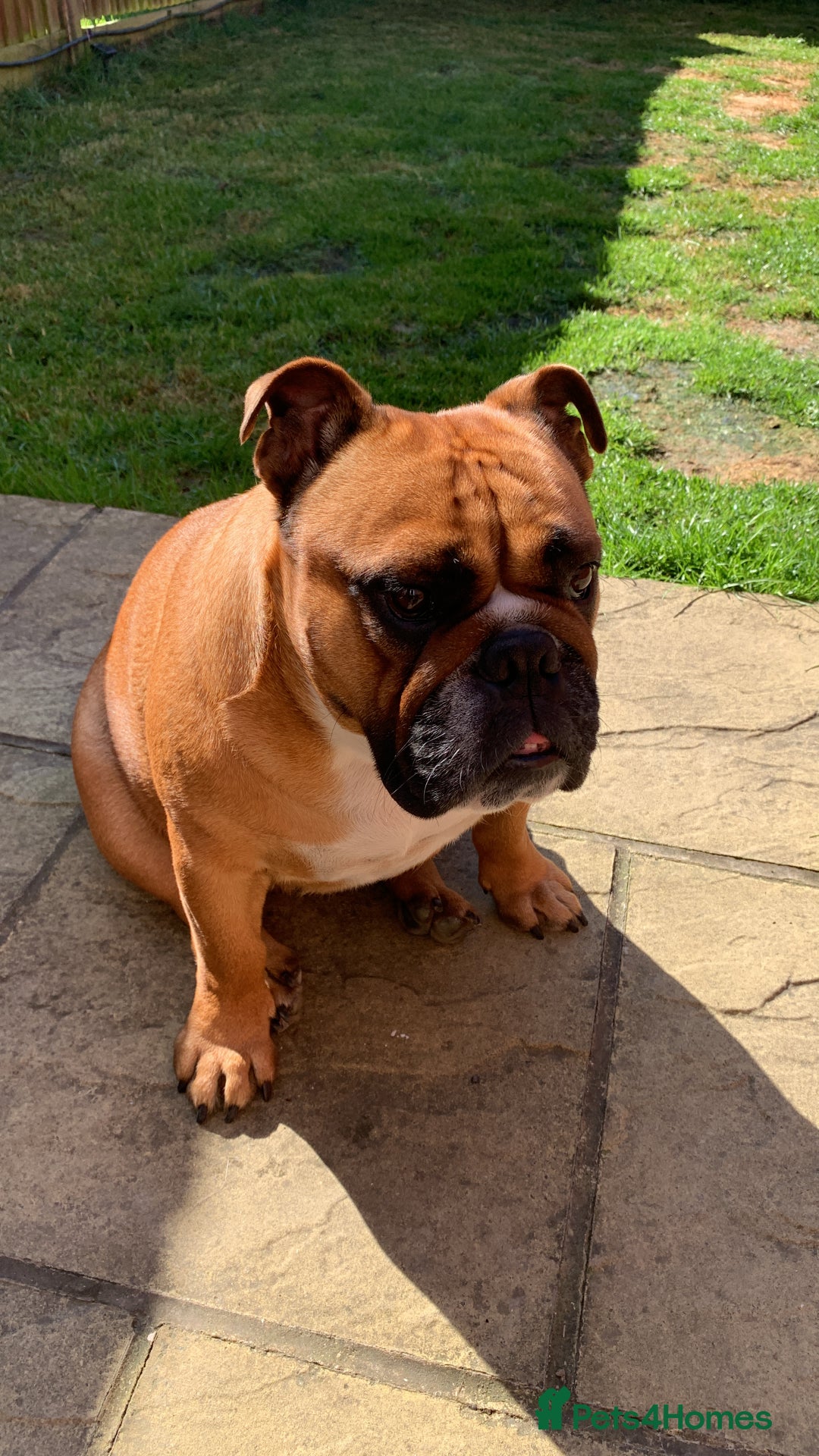 English Bulldog dogs for sale: English bulldog - Image 11