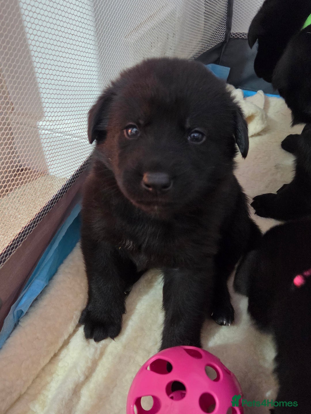 Mixed Breed dogs for sale: 🌟German Shepherd x Labrador Retriever Puppies 🌟 - Advert 2
