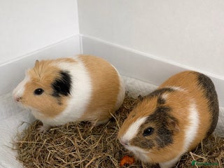 Guinea Pig rodents 2 Female Guinea Pigs for Sale £70 - Advert 1