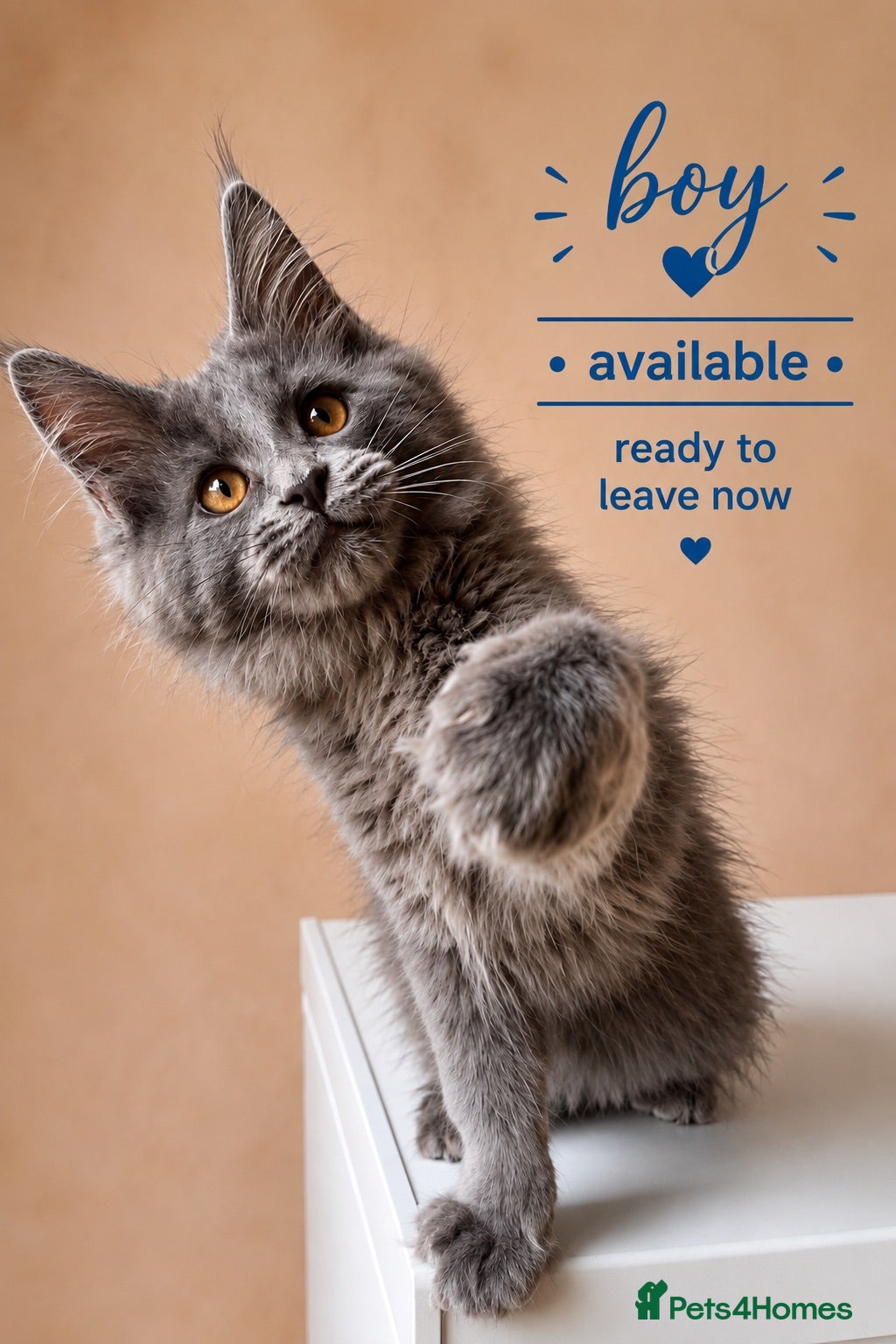Maine Coon cats Stunning Pedigree Maine Coon Kittens - Advert 1