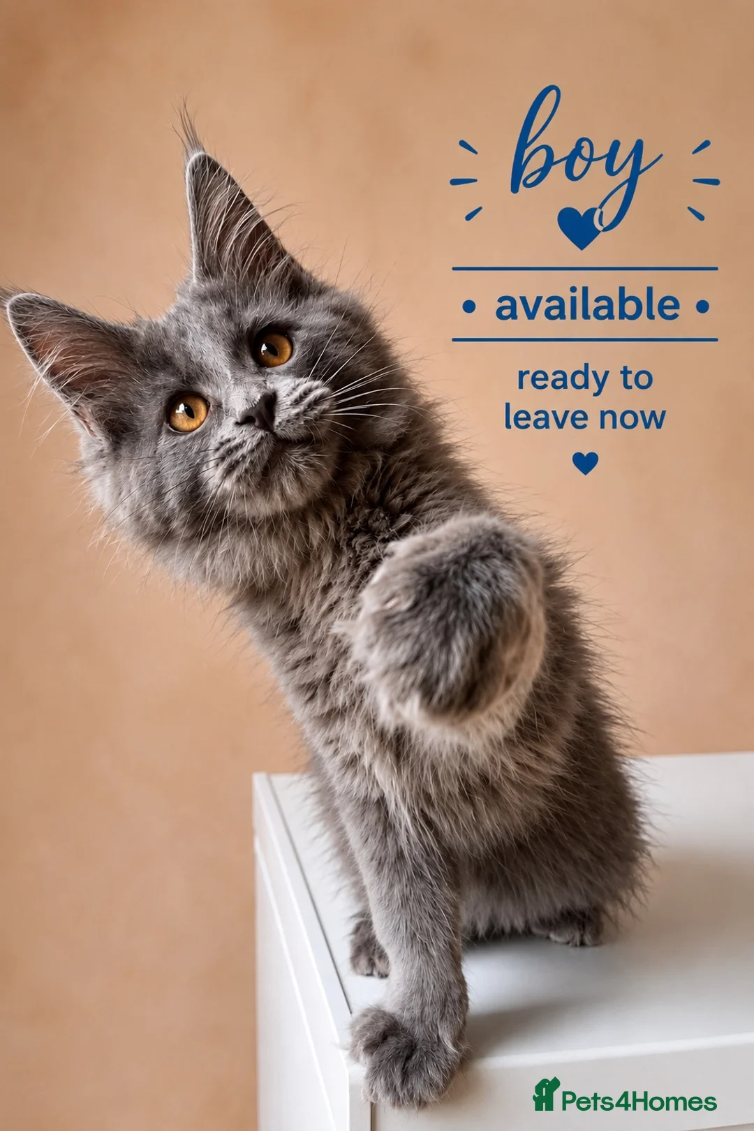 Maine Coon cats for sale: Maine Coon Kittens, Full Pedigree, GCCF 🏆 - Advert 1