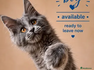 Maine Coon cats Stunning Pedigree Maine Coon Kittens - Advert 1