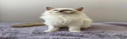 Ragdoll cats for sale: TICA registered blue mitted radoll kitten - Advert 7