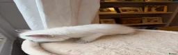 Ragdoll cats for sale: ✨Ragdoll Kittens for Sale - Advert 6