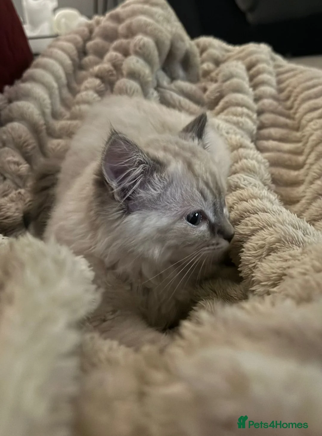Ragdoll cats for sale: Ragdoll kittens 2 boys left - Advert 1