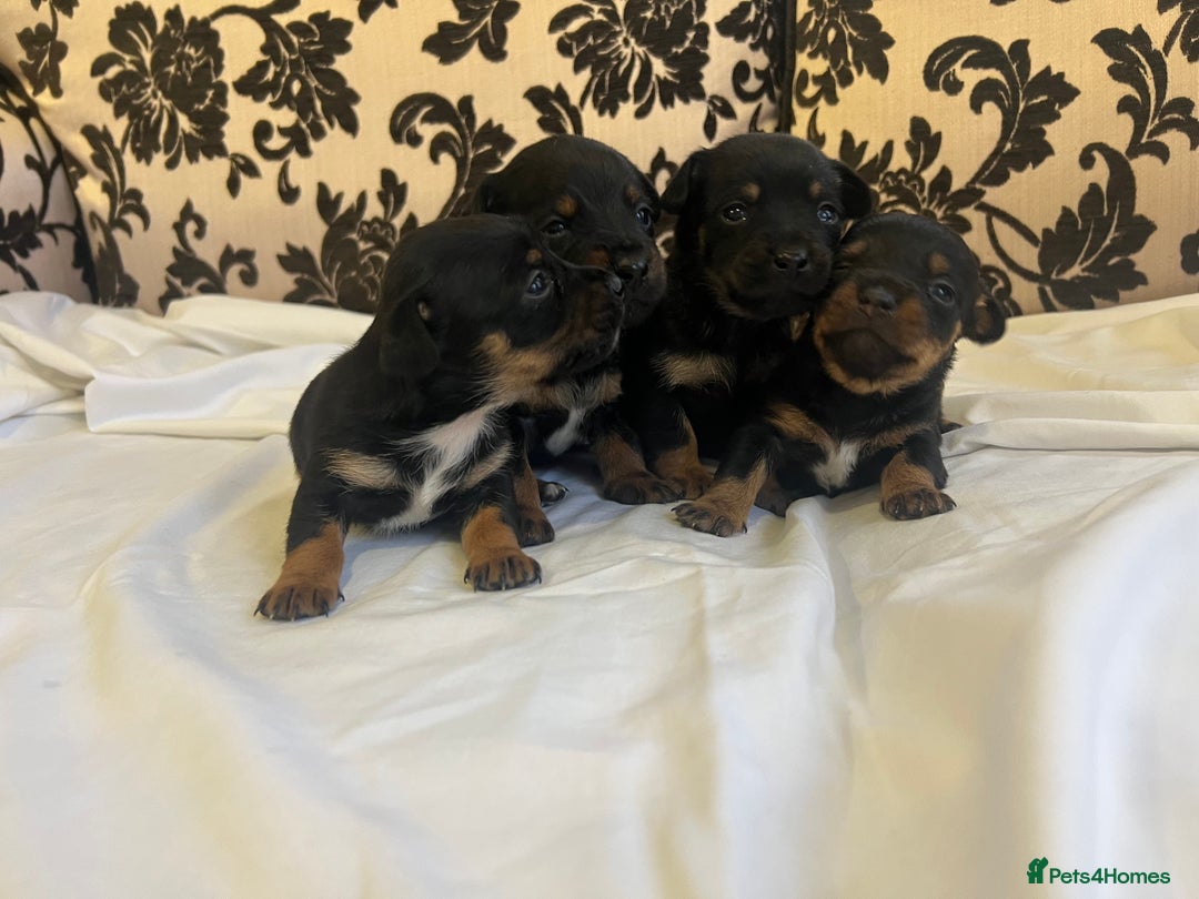 Jack Russell dogs for sale: Miniature Jack Russell puppies 🐶  - Advert 3