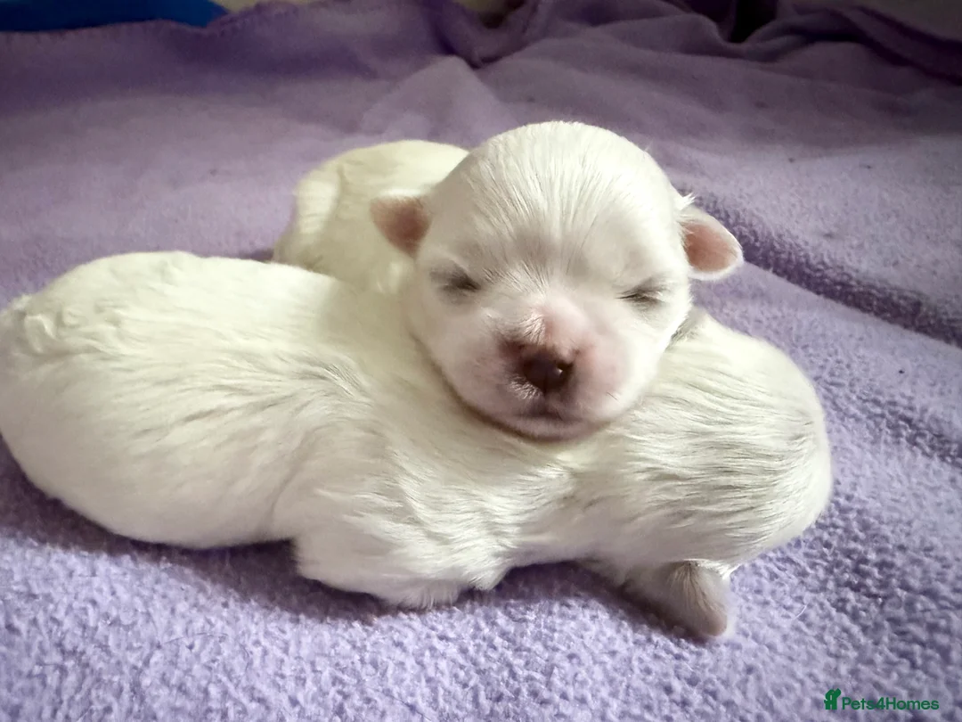 Maltese dogs for sale: Exceptional quality KC reg tiny Maltese  - Advert 13