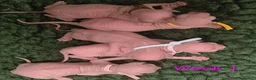 Sphynx cats for sale: Canadian Sphynx Tica registered,Blue eyes. - Advert 16