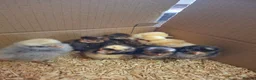 Chickens poultry for sale: Day old chicks, usa silkie, polish, pekin bantams - Advert 7