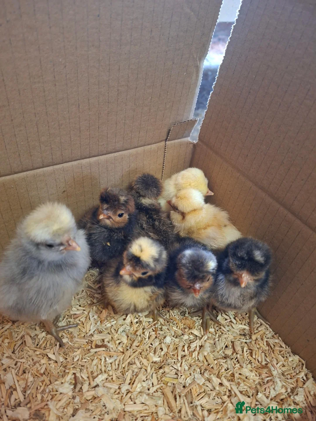 Chickens poultry for sale: Day old chicks, usa silkie, polish, pekin bantams - Advert 7