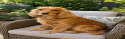 Cocker Spaniel dogs for sale: Show Type Cocker Spaniels HEALTH TESTED Parents - Advert 2