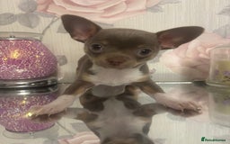 Chihuahua dogs for sale: Ready now ***Lilac girls - Image 4
