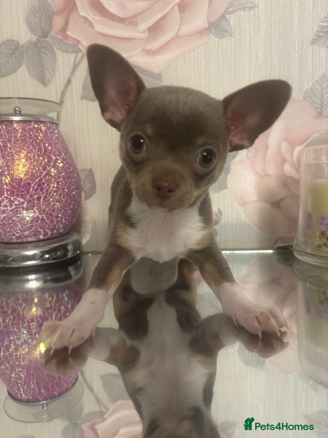 Chihuahua dogs for sale: Ready now ***Lilac girls - Image 4
