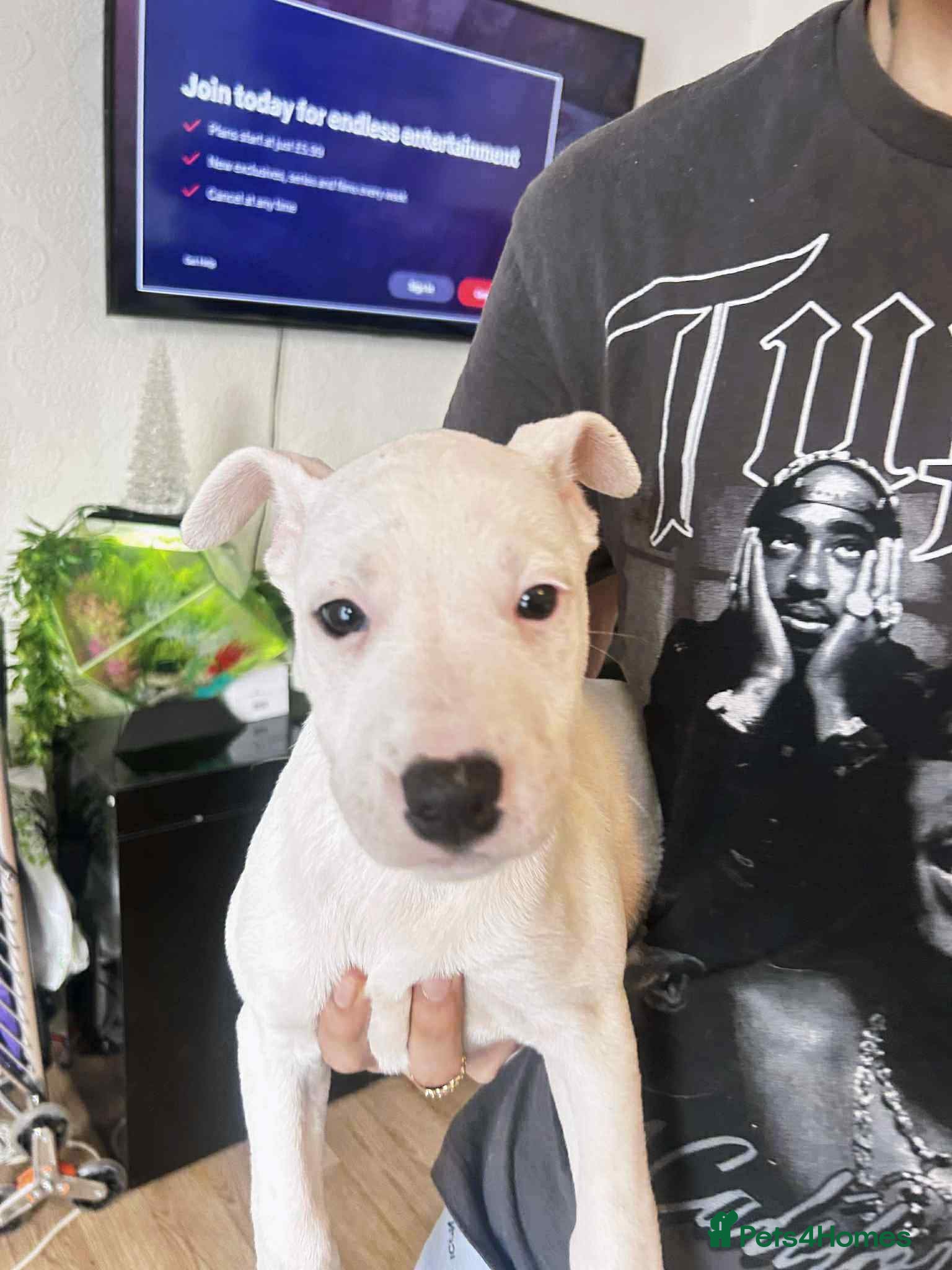 Staffordshire Bull Terrier dogs Staffordshire puppies - Advert 2