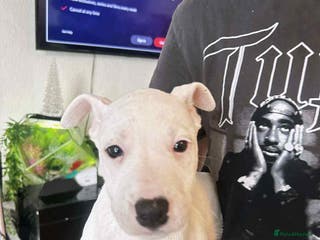 Staffordshire Bull Terrier dogs Staffordshire puppies - Advert 1