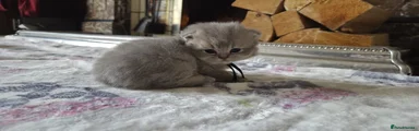 British Shorthair 6