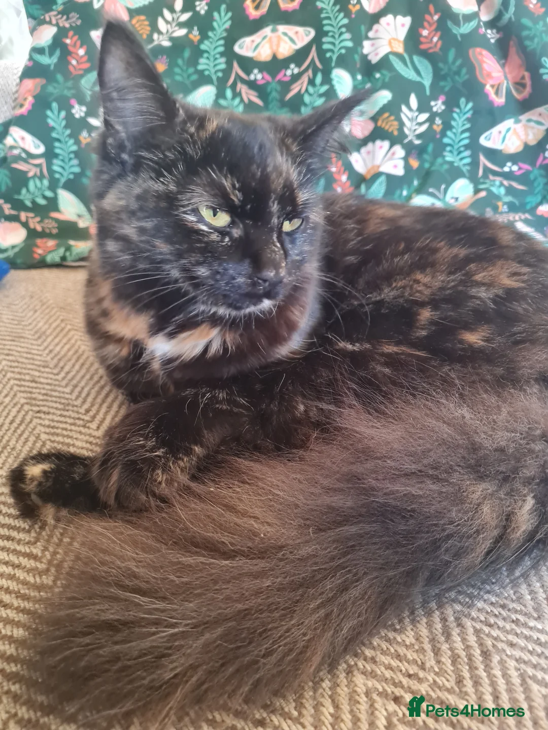 Mixed Breed cats for sale: Female Brindle Cat - Advert 3