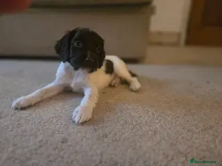 English Springer Spaniel dogs KC Registered English Springer Spaniel Puppies - Advert 1