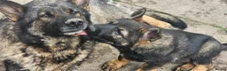 German Shepherd dogs for sale: Working lime German Scheperd puppies - Advert 18