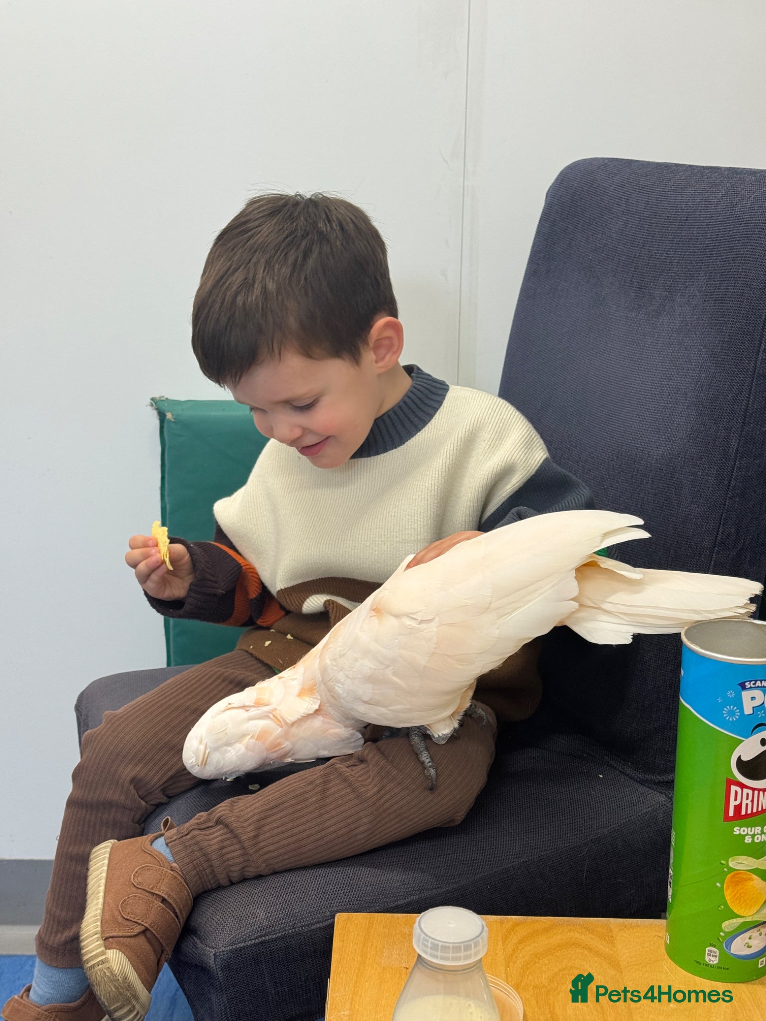 Cockatoo birds cockatoo moluccensis very rare that loves kids - Advert 2