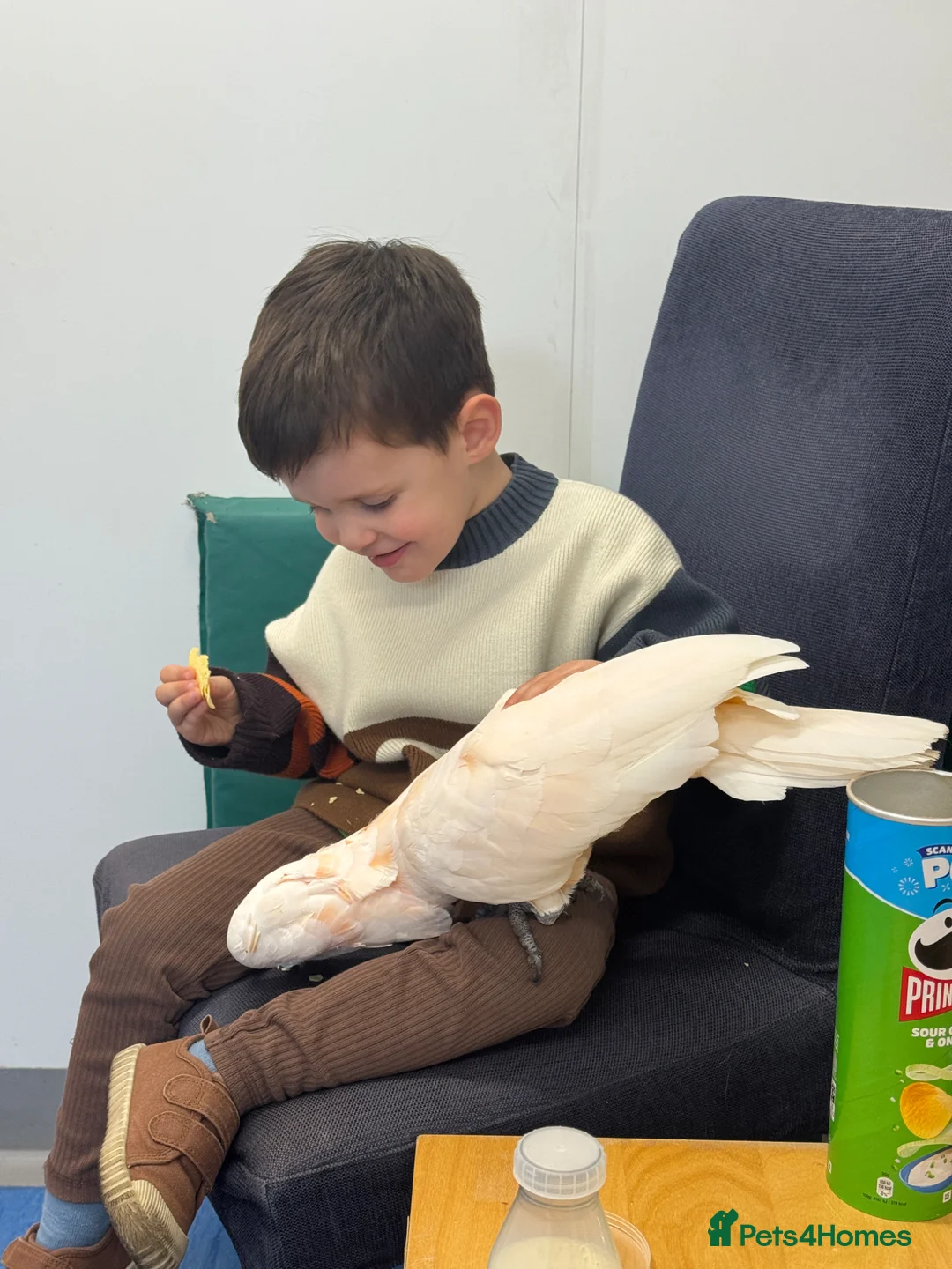Cockatoo birds for sale: cockatoo moluccensis very rare that loves kids - Advert 2