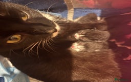 Mixed Breed cats for sale: Mix litter of 6  - Image 11