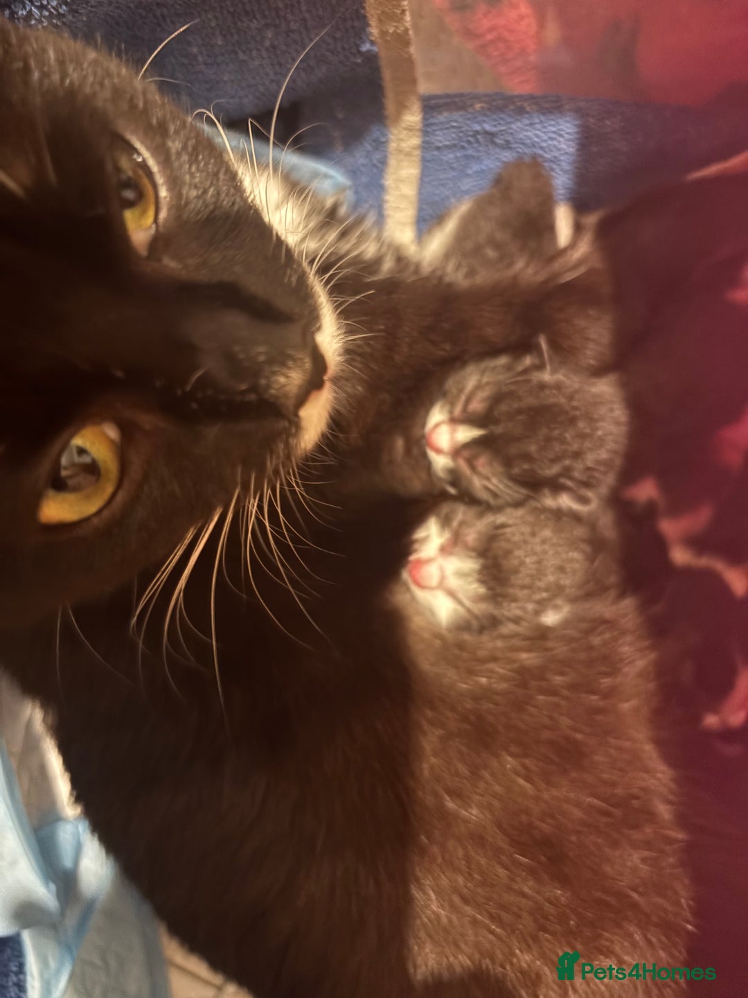 Mixed Breed cats for sale: Mix litter of 6  - Image 11
