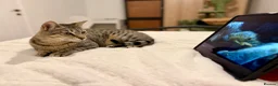 Arabian Mau cats for adoption: Hera ♥️ - Advert 8