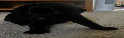 Labrador Retriever dogs for sale: *READY 30/7/26, KC Reg Black Labrador Puppies* - Advert 32