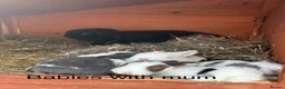 Mini Lop rabbits for sale: Beautiful Mini Lop Babies – Cornwall 🐰❤️ - Advert 9