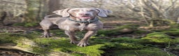 Weimaraner dogs for stud: Dog For Breeding  - Advert 7