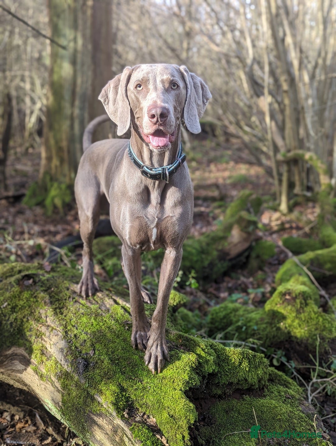 Weimaraner dogs for stud: Dog For Breeding  - Advert 7