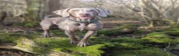 Weimaraner dogs for stud: KC Registered Weimaraner Available for Stud - Advert 9