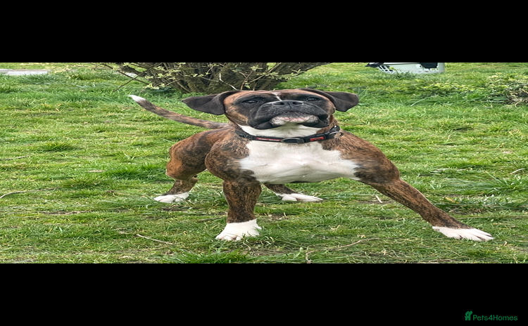 Boxer dogs - Advert 1