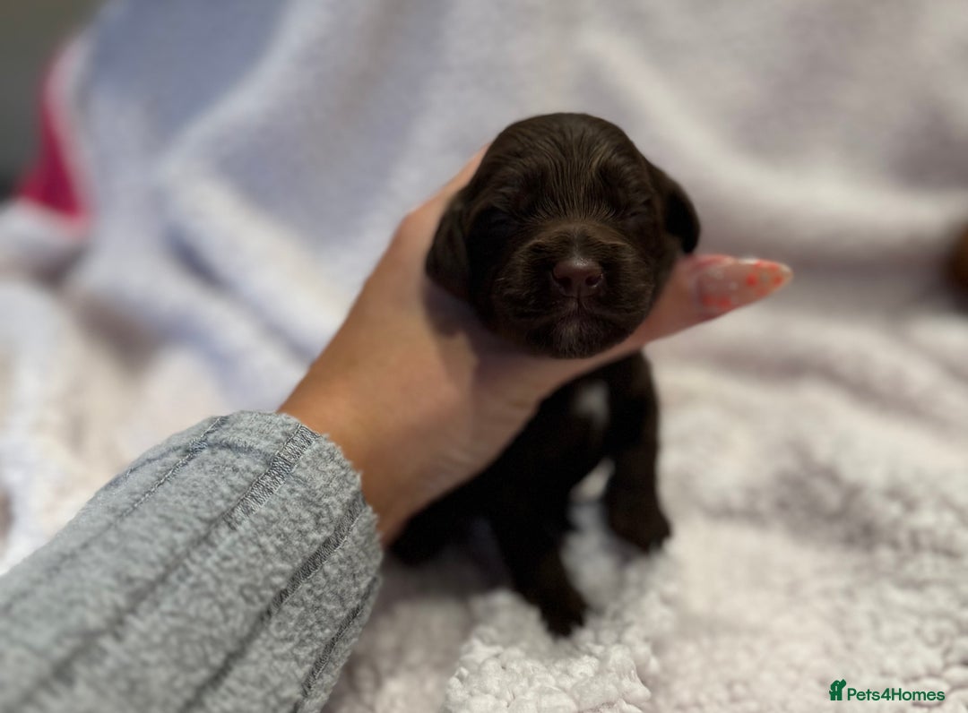 Cockapoo dogs for sale: F1 health clear stunning cockapoos - Image 22