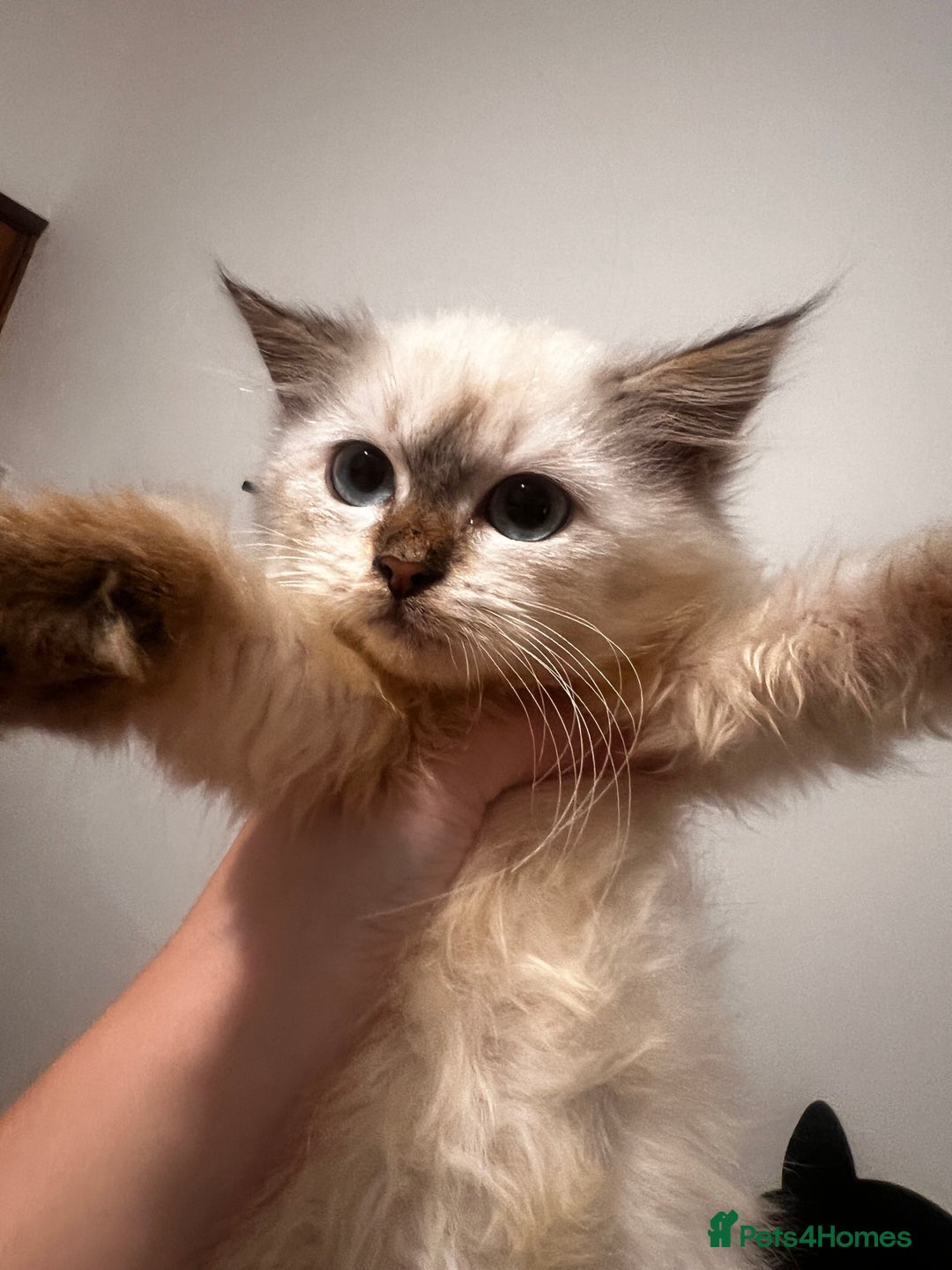 Siberian cats for sale: Three Siberian kittens!! - Image 2