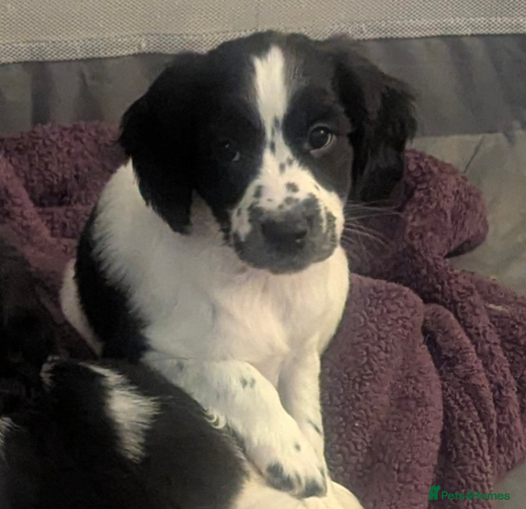 Sprocker dogs for sale: 2 female sprocker puppies, ready to leave! - Image 11