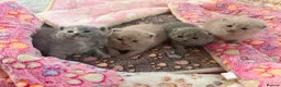 British Shorthair cats for sale: GCCF BSH KITTENS 2 BOYS 1 GIRL  - Advert 13