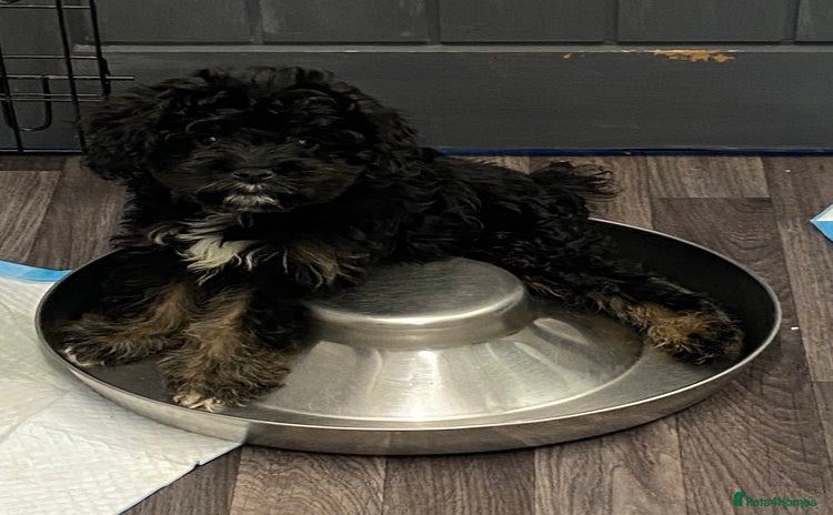 Cavapoo dogs - Advert 2