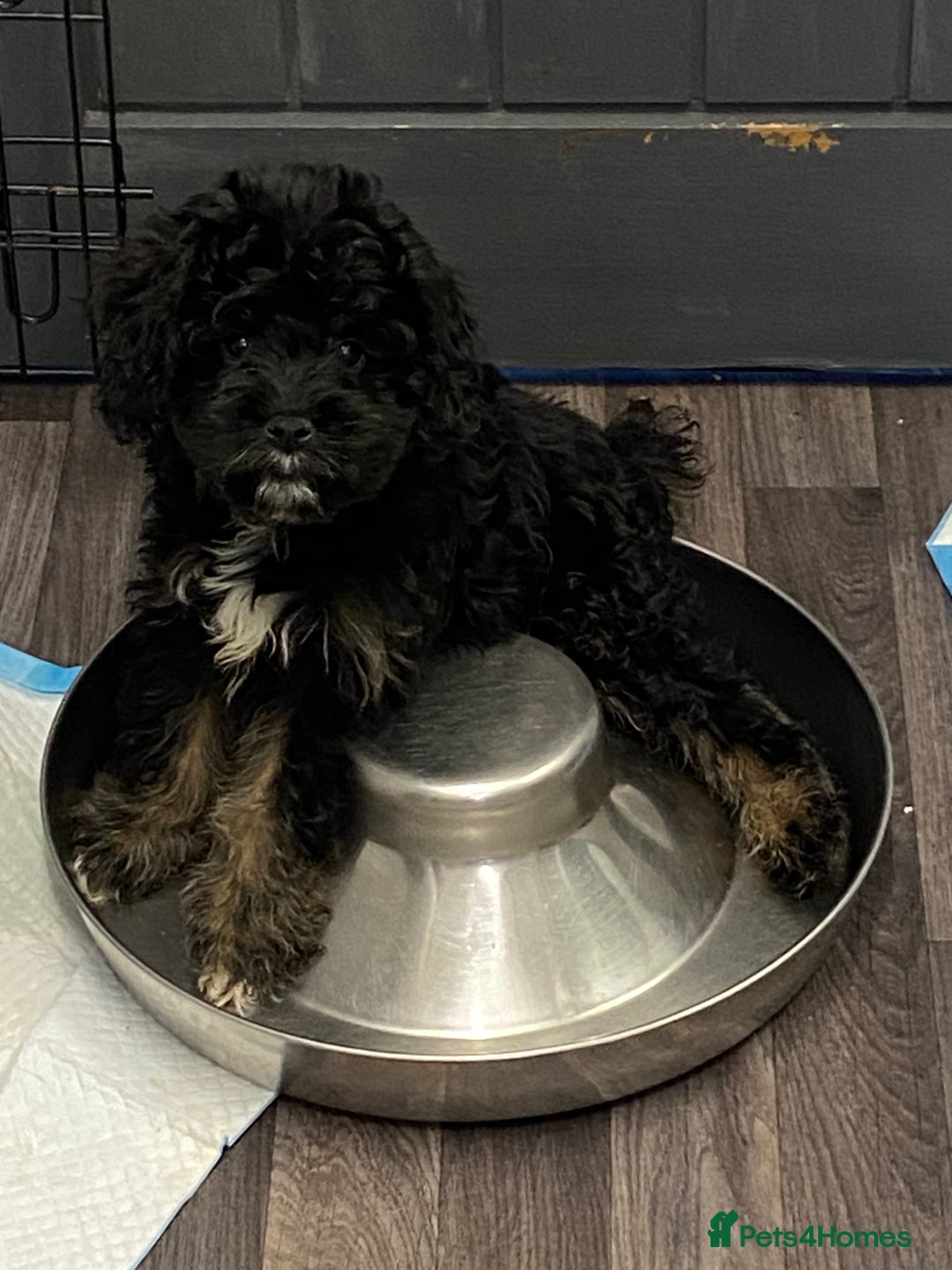 Cavapoo dogs for sale: Beautiful miniature cavapoo babies - Image 1